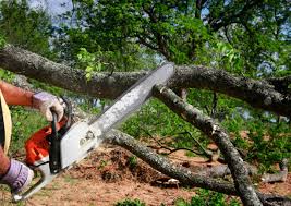 Best Grass Overseeding  in Edison, GA