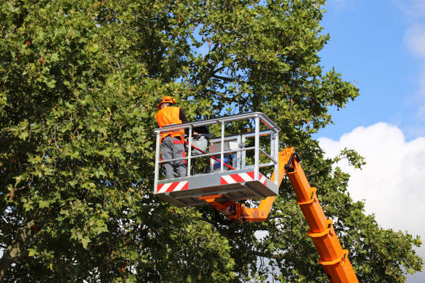  Edison, GA Tree Care Services Pros