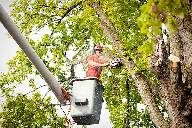 How Our Tree Care Process Works  in  Edison, GA