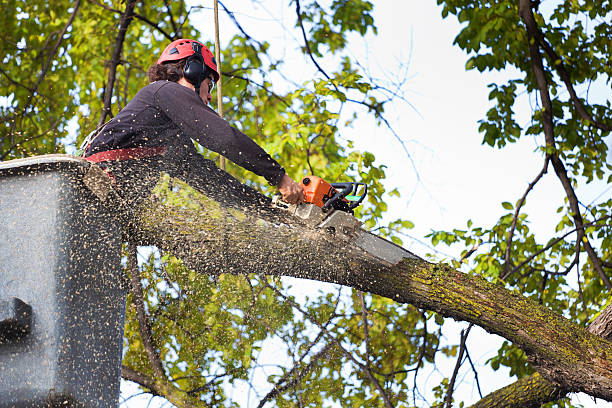 Reliable Edison, GA Tree Care Services Solutions